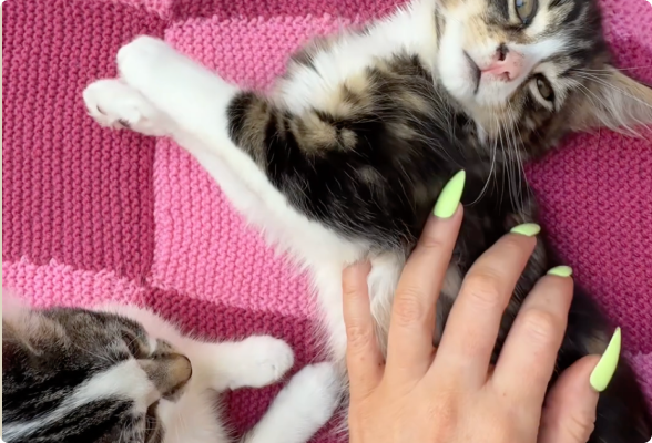 Fresh food for my kittens